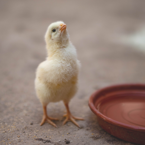 It's important to offer chicks plain fresh water alongside the water with vitamin and electrolytes.