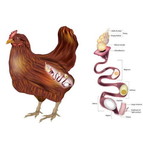 A chart showing the stages of chicken egg laying