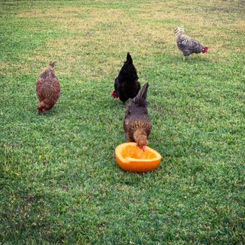 Pumpkins are a natural dewormer for chickens.