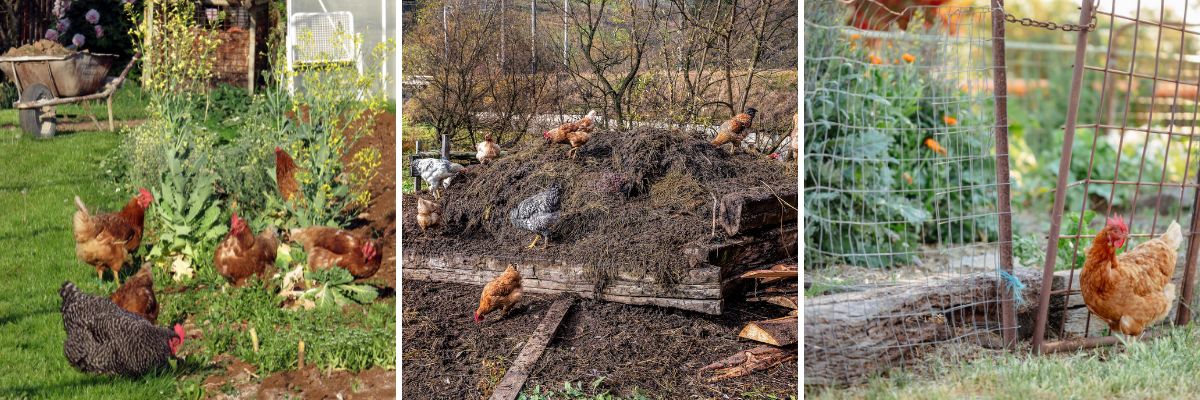 A backyard chicken flock can help you with your yard work.