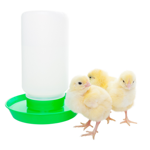 Baby chicks gather around a waterer for drinking.