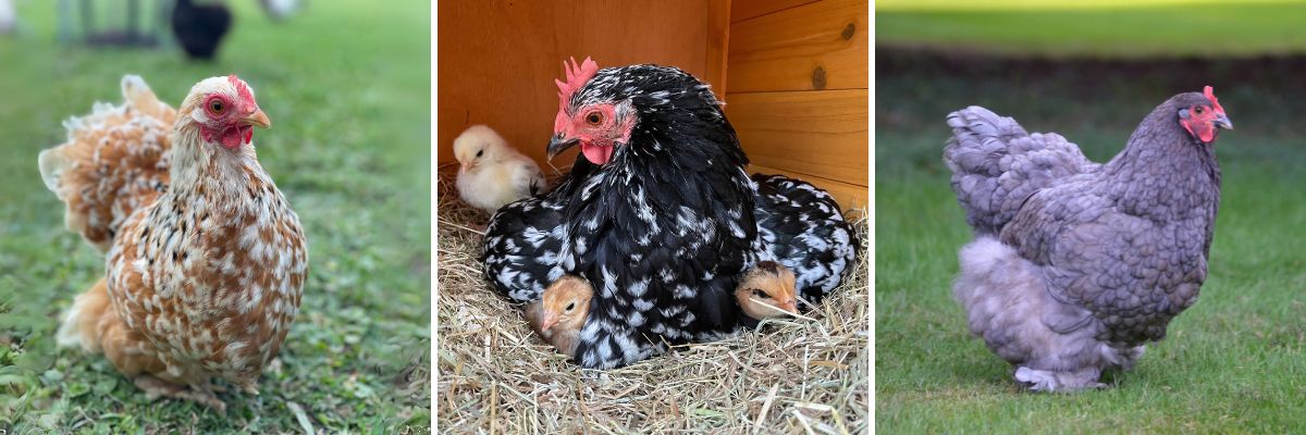 The Cochin chicken breed often goes broody and make excellent mothers when they do.