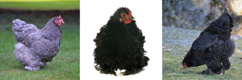 Cochin Chickens are friendly and one of the top breeds recommended for pets!