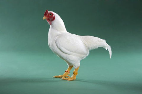 A Cornish rooster chicken poses in front of a blue background.