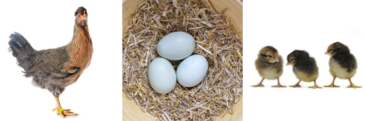Cream Legbar hens lay blue eggs