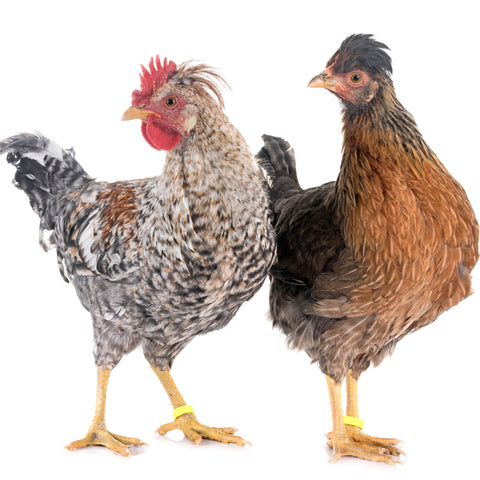 A Cream Legbar rooster and hen pose in front of a white background.