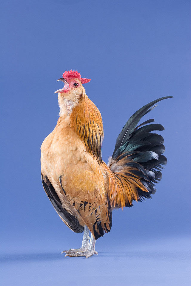 Why did my rooster suddenly become aggressive? - My Pet Chicken