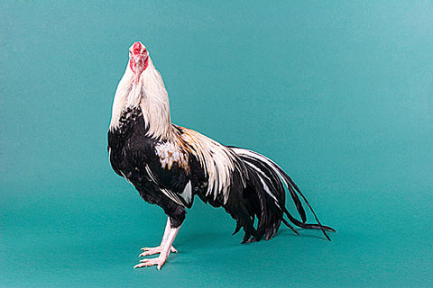 A Silver Duck Wing Cubalaya rooster poses in front of a blue background.