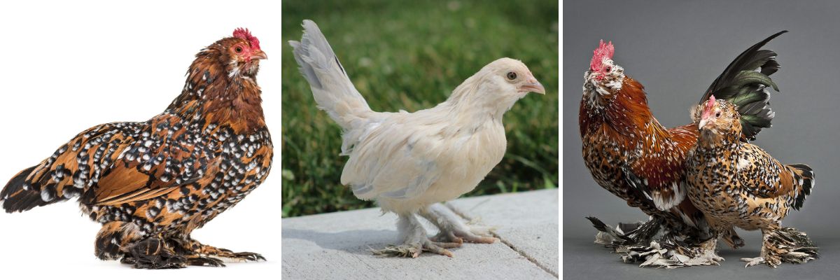 d'Uccle bantam chickens are smart and sassy. They make a great addition to backyard flocks.