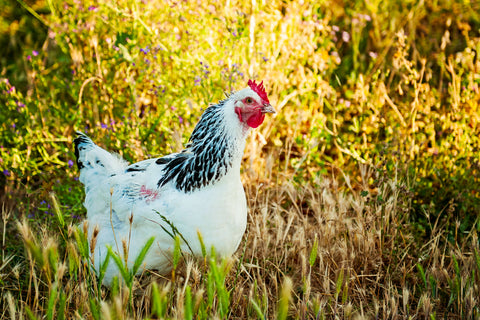 A Delaware chicken stands in a green grass pasture.