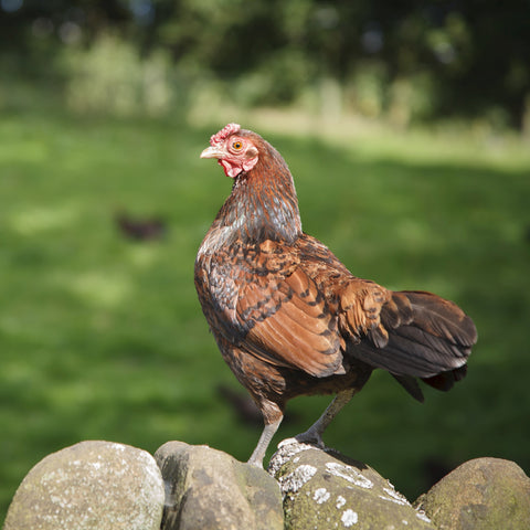 A Derbyshire Redcap hen stands on a rock wall. 