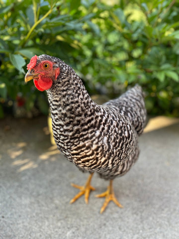 A Dominique hen stands on a pathway with green bushes in the background.