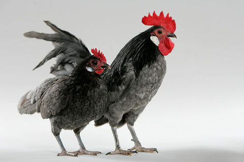 A blue Dutch Bantam hen and rooster pose in front of a white background. 