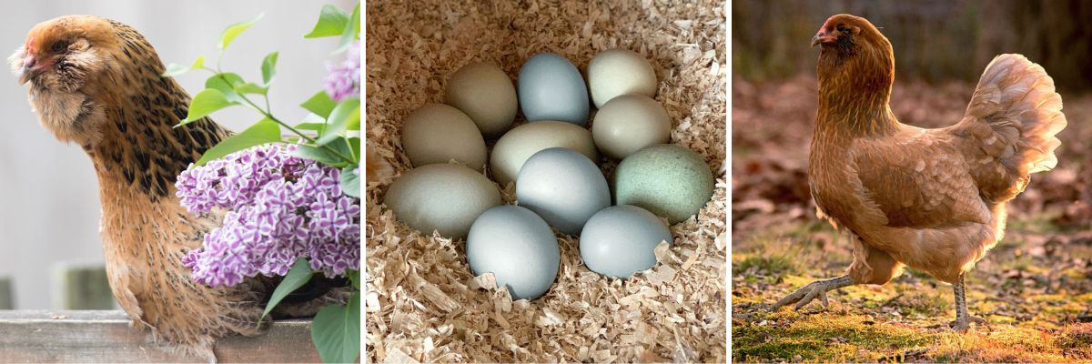 Easter Egger chicken breed