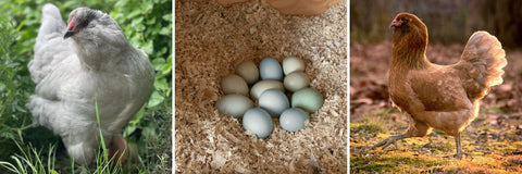 The Easter Egger Chicken Breed is the best selling breed at My Pet Chicken!