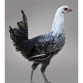 A Fayoumi chicken stands tall while posing in front of a white background.