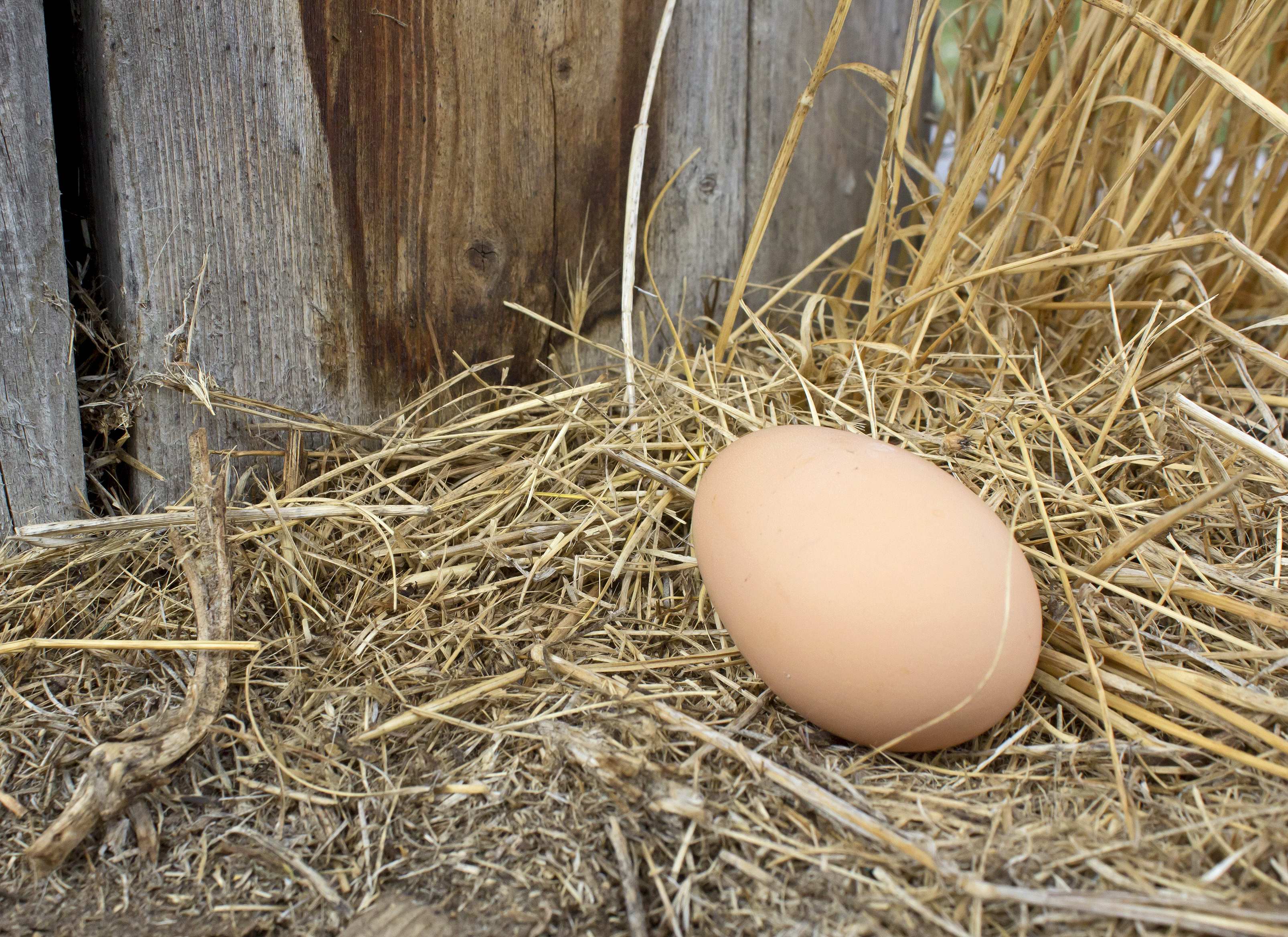 A chicken egg lays on the ground after a hen didn't lay it in a nesting box.