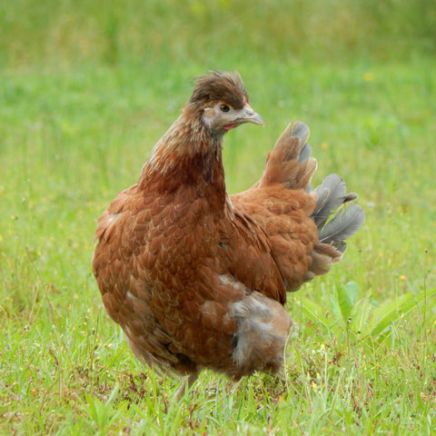 A Flowery Easter Egger hen looks inquisitively at the camera while standing in a green pasture. 