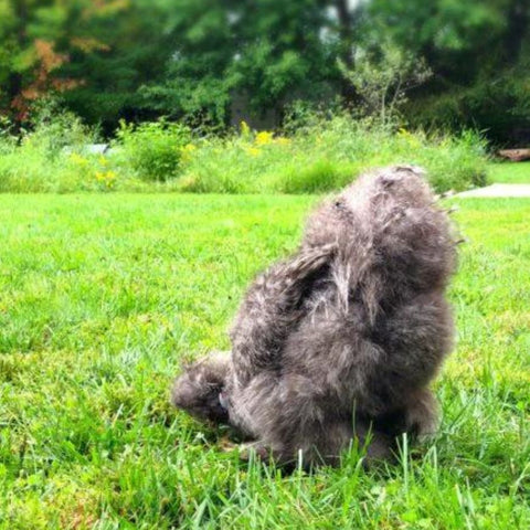 A healthy and fluffy chicken butt with no vent gleet