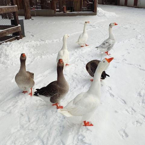 Geese enjoy the winter weather while their down feathers keep them warm.