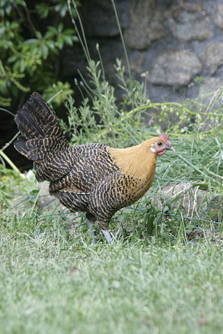 A Golden Campine hen forages in a pasture. 