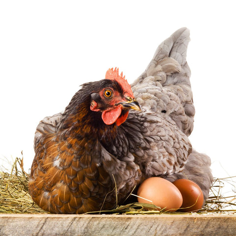 A hen sits on a nest full of eggs