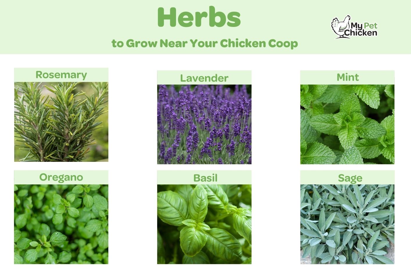 Oregano is one of the best herbs to grow near your chicken coop.