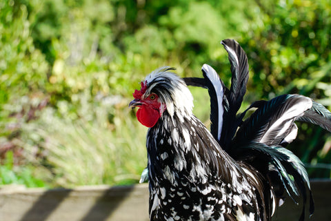 A Mottled Houdan rooster stands in a green pasture.