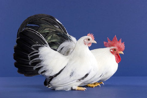 A Japanese Bantam hen and rooster pose in front of a blue background. 