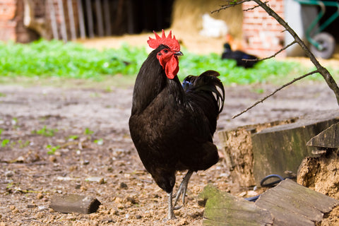 A Black Jersey Giant rooster looks alert while walking in a chicken run area.