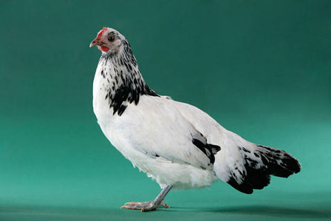 A Lakenvelder hen stands in front of a teal background. 