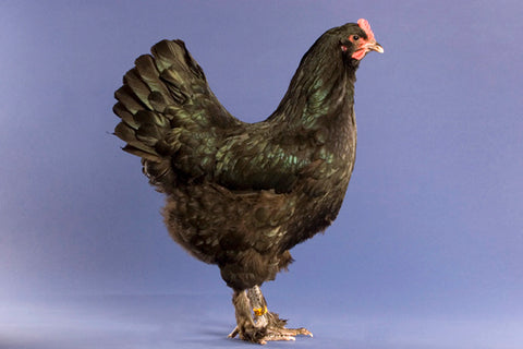 A Langshan hen stands tall in front of a blur background. 