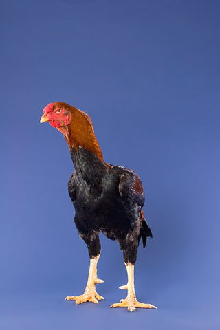 A Malay chicken stands tall in front of a blue background. 