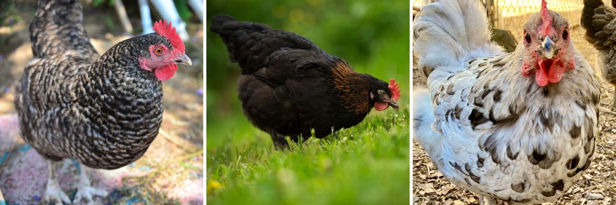 The Marans chicken breed is available in many varieties including Black Copper, Blue Copper, and Wheaten.
