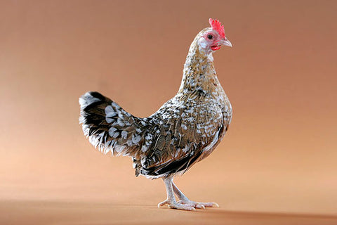 A Mille Fleur Old English bantam hen stands in front of a beige background. 
