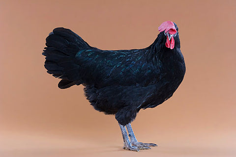 A Minorca hen poses in front of a beige background. Her large comb hangs over her face.