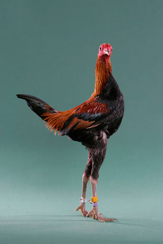 A Modern Game hen stands tall on her toes while posing in front of a teal background.