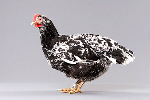 A Mottled java hen stands in front of a gray background.