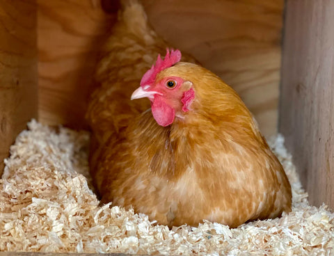 chicken lays in a nest box