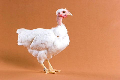 A Naked Neck (Turken) chicken stands in front of a beige background. 