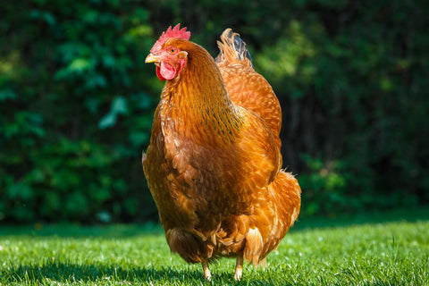A New Hampshire Red hen walks on green grass.