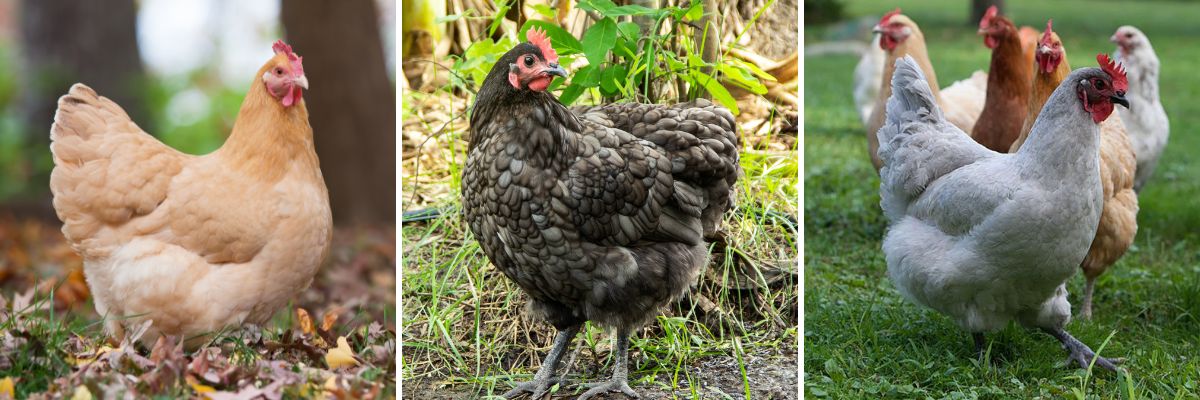 Orpington chickens are friendly and docile, making a great backyard pet.