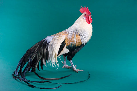 A Phoenix rooster poses with his long feathered tail in front of a blue background.