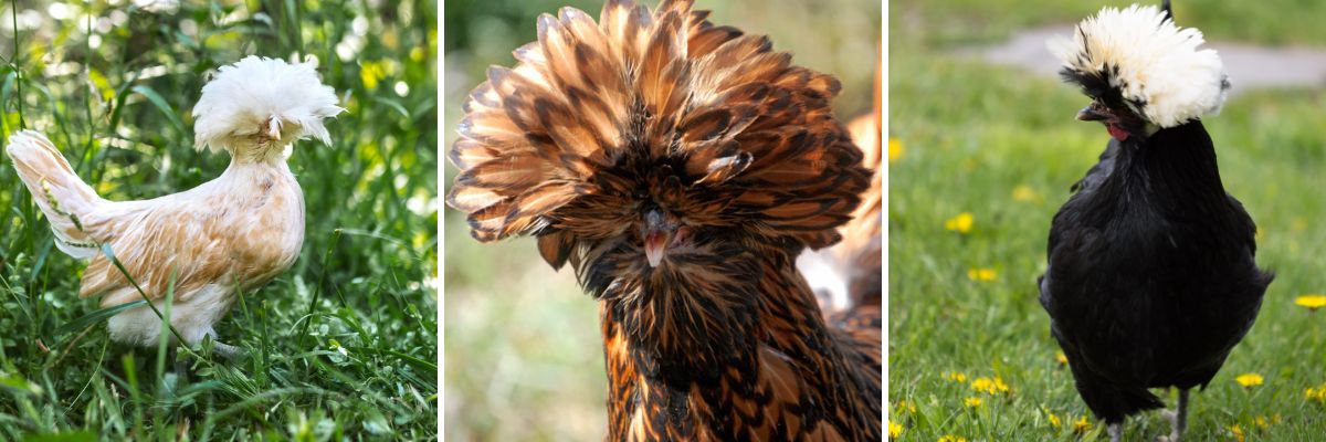 Polish chickens are an ornamental breed who add a touch of fancy to the backyard flock.