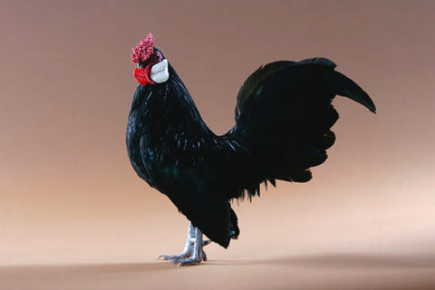 A Black Rosecomb bantam poses in front of a beige background. 
