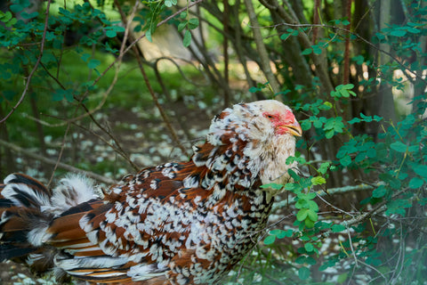 A Russian Orloff hen tires to hide in green bushes. 