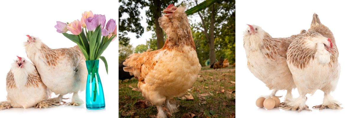 The Salmon Faverolles chicken breed is friendly and a great addition to a backyard flock.