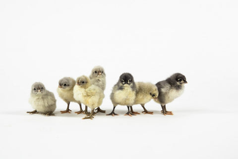 Seven baby chicks stand in a row in front of a white background.