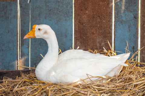 A goose sits on a straw nest