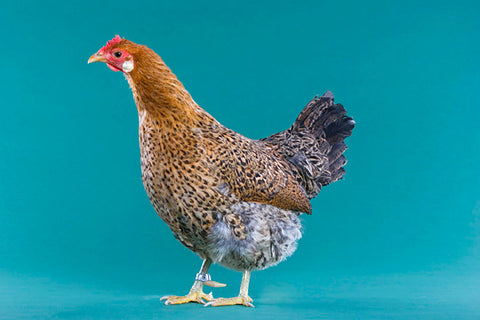 A Sicilian Buttercup chicken stands in front of a teak background. 